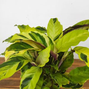 Calathea 'Fusion Yellow'
