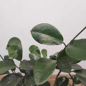 Hoya Australis Lisa