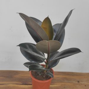 Ficus Elastica Black Rubber