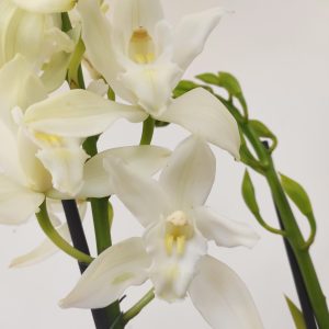 Cymbidium 1-2 Hastes