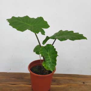Alocasia 'Portodora'