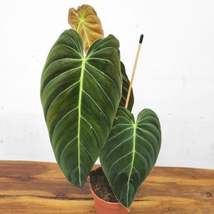Philodendron Melanochrysum