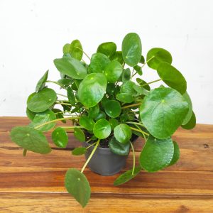 Pilea Peperomioides V.11
