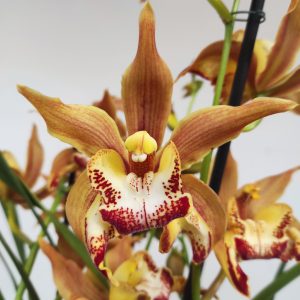 Cymbidium 'Bigodes' 4-5 hastes