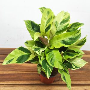 Calathea 'Fusion Yellow'