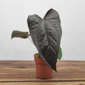 Anthurium Queen of Hearts