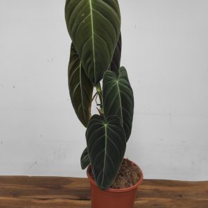 Philodendron Melanochrysum