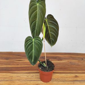 Philodendron Melanochrysum