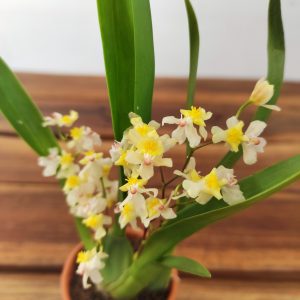 Oncidium Amarelo - Vaso de barro