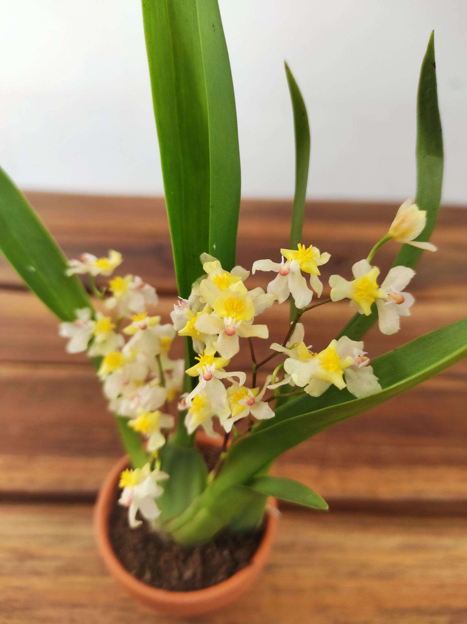 Oncidium Amarelo - Vaso de barro