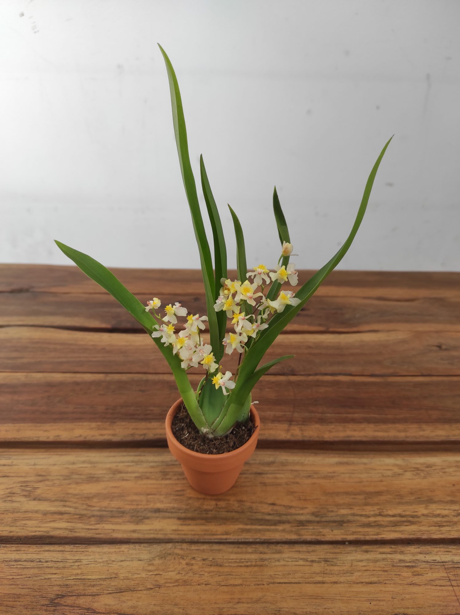 Oncidium Amarelo - Vaso de barro - Image 2