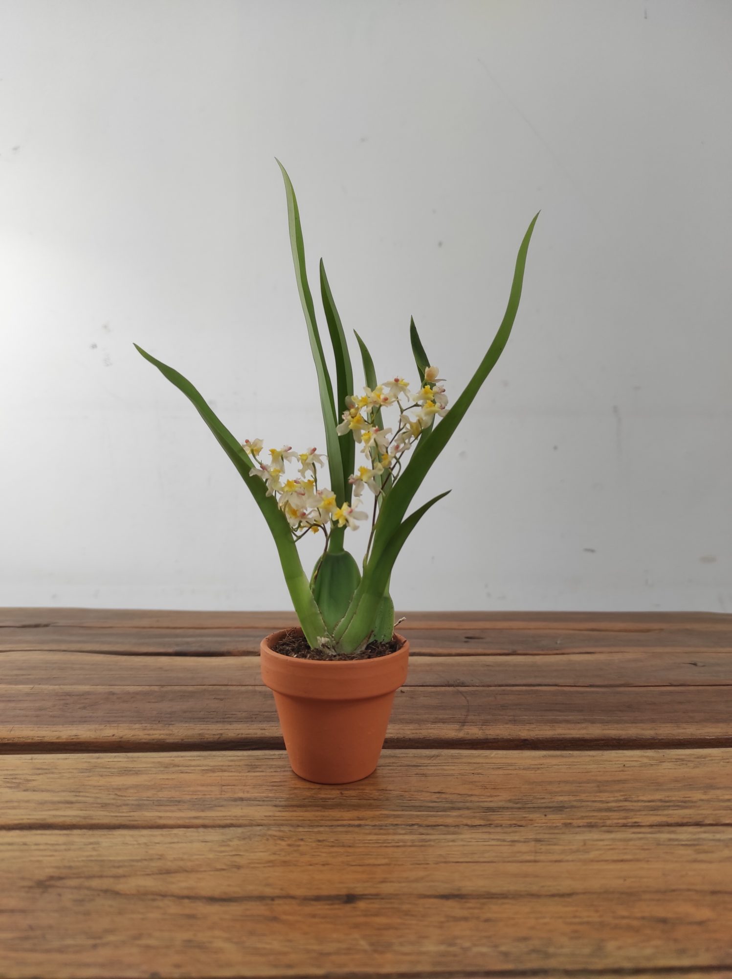 Oncidium Amarelo - Vaso de barro - Image 3