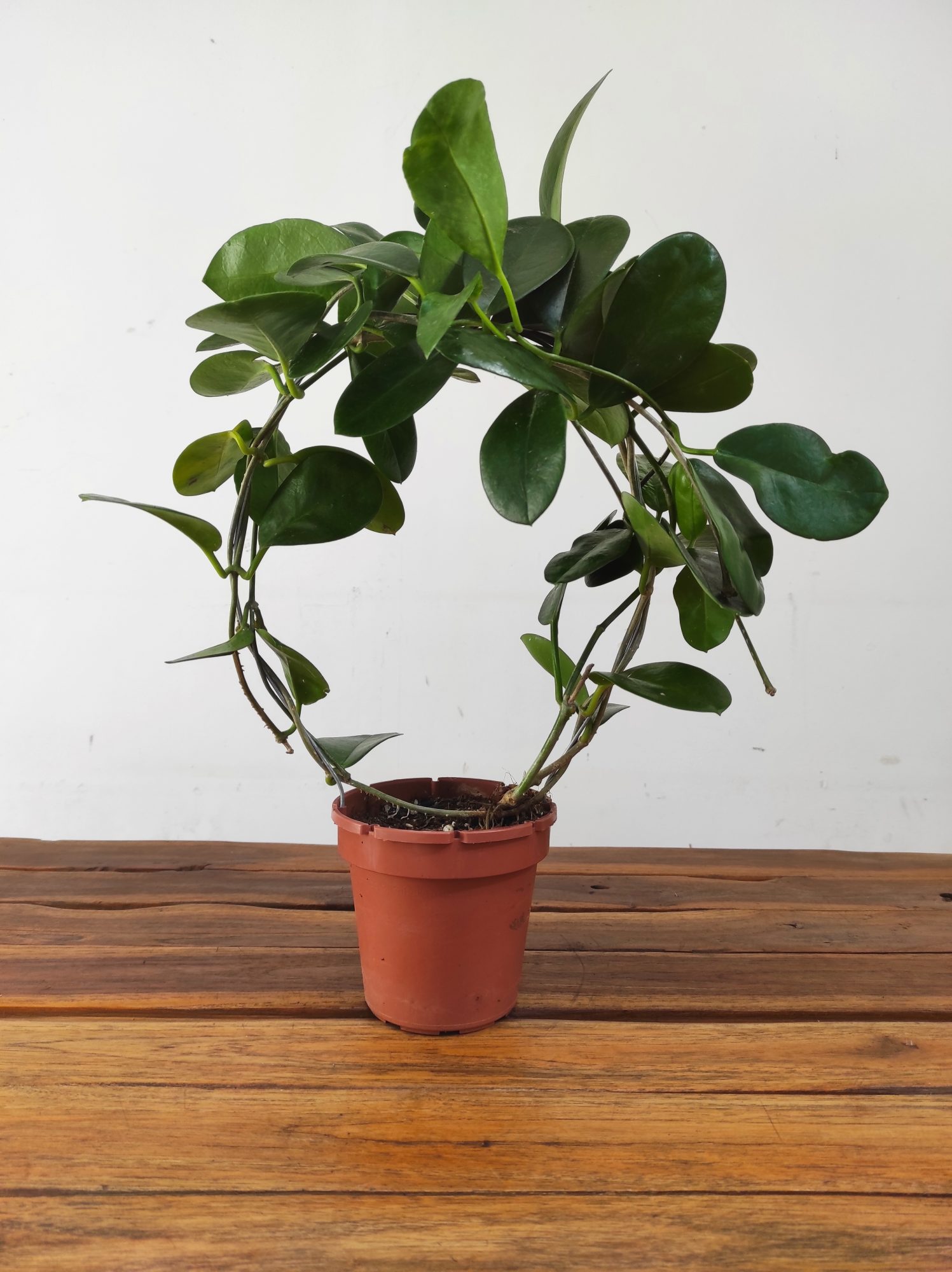 Hoya Australis Lisa - Image 2