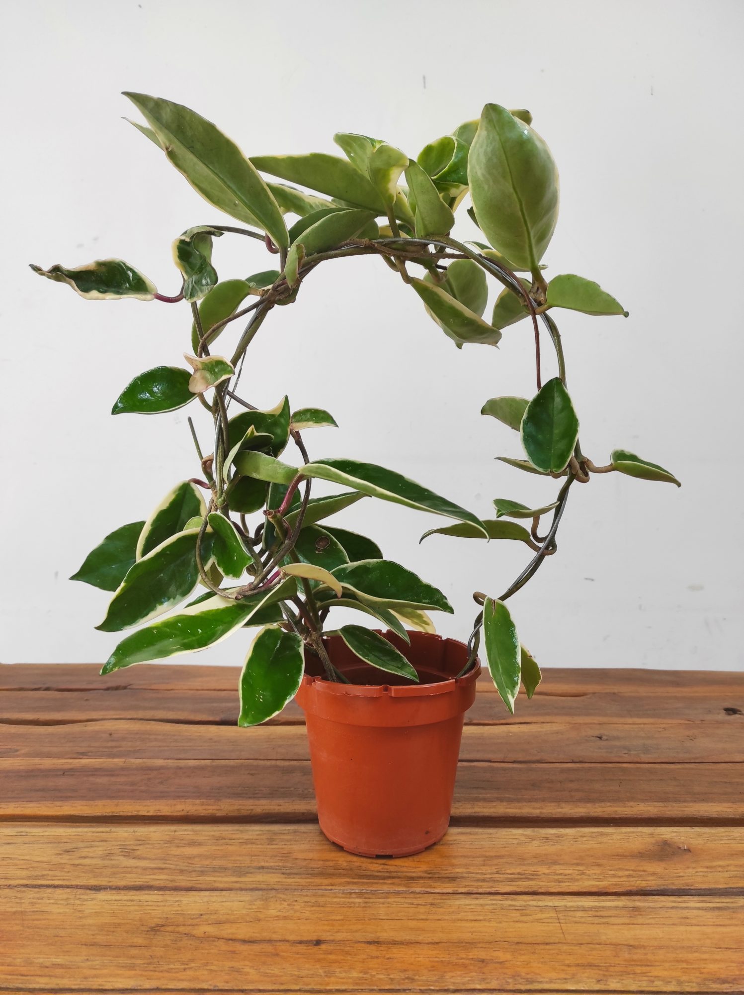 Hoya Carnosa Suzie - Image 2