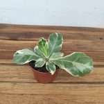 Ficus Lyrata Variegata