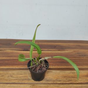 Bulbophyllum Laxiflorum - Sem Flor