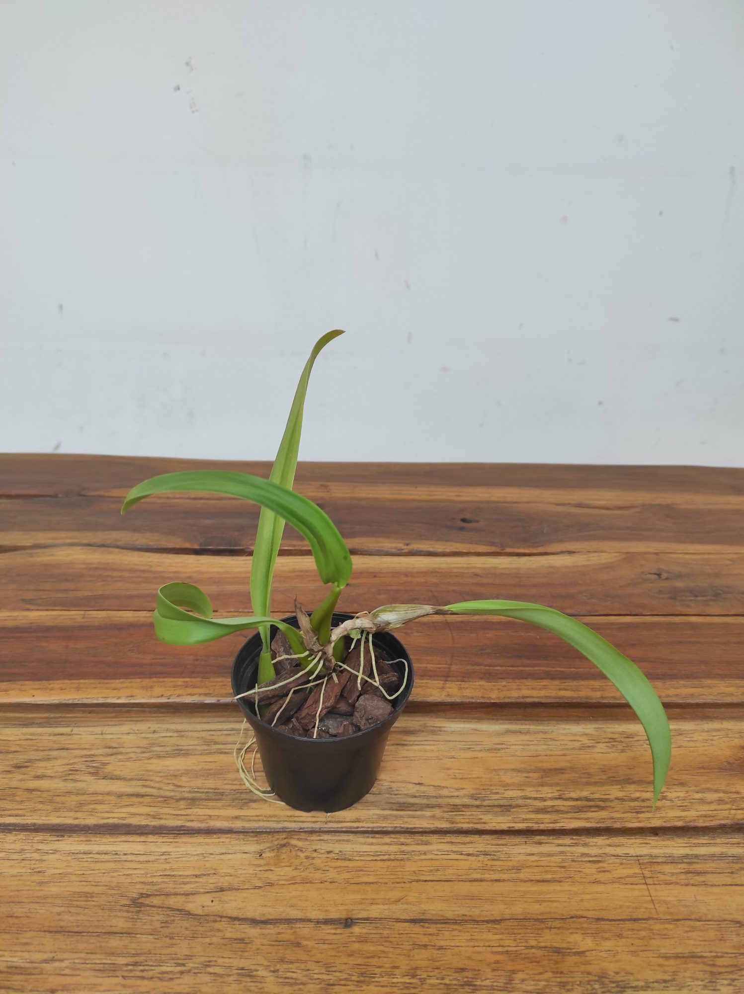 Bulbophyllum Laxiflorum - Sem Flor