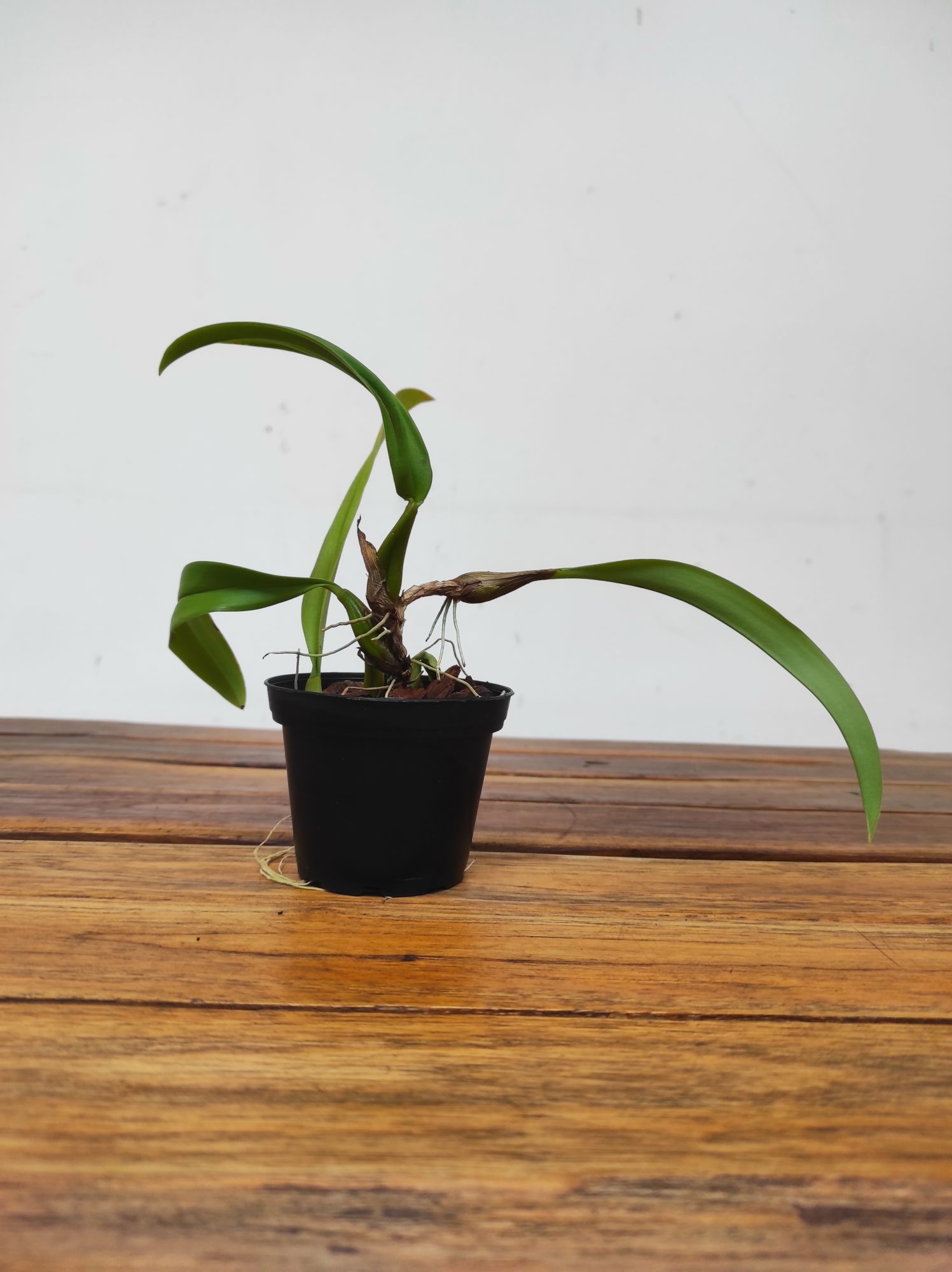 Bulbophyllum Laxiflorum - Sem Flor - Image 2