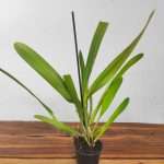 Cattleya Purpurata - Sem Flor