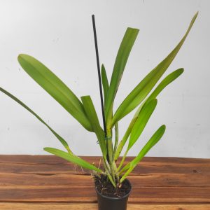 Cattleya Purpurata - Sem Flor