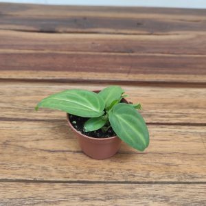 Anthurium 'Villenaorum'