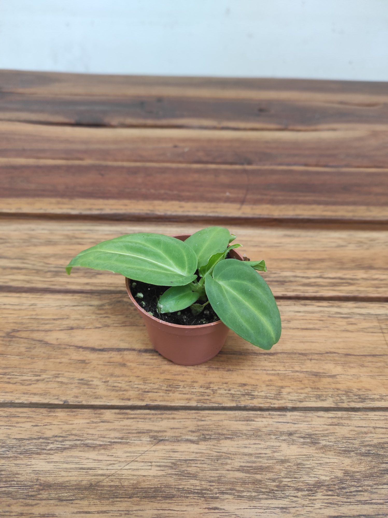 Anthurium 'Villenaorum'