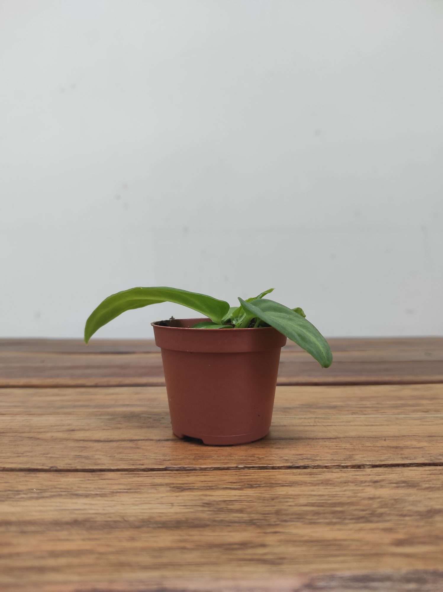 Anthurium 'Villenaorum' - Image 2