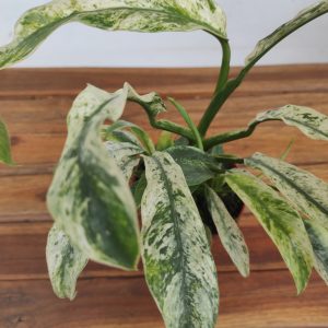 Rhaphidophora Pub. Variegata