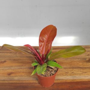 Philodendron Prince of Orange