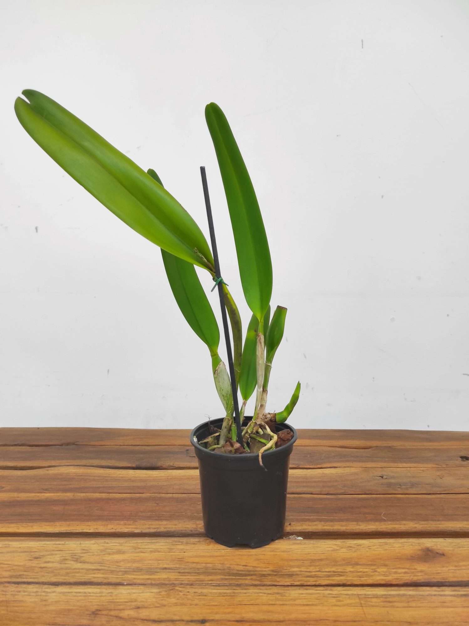 Cattleya Purpurata - Sem Flor - Image 2