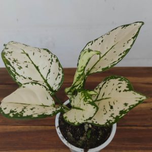Aglaonema 'White Joy'