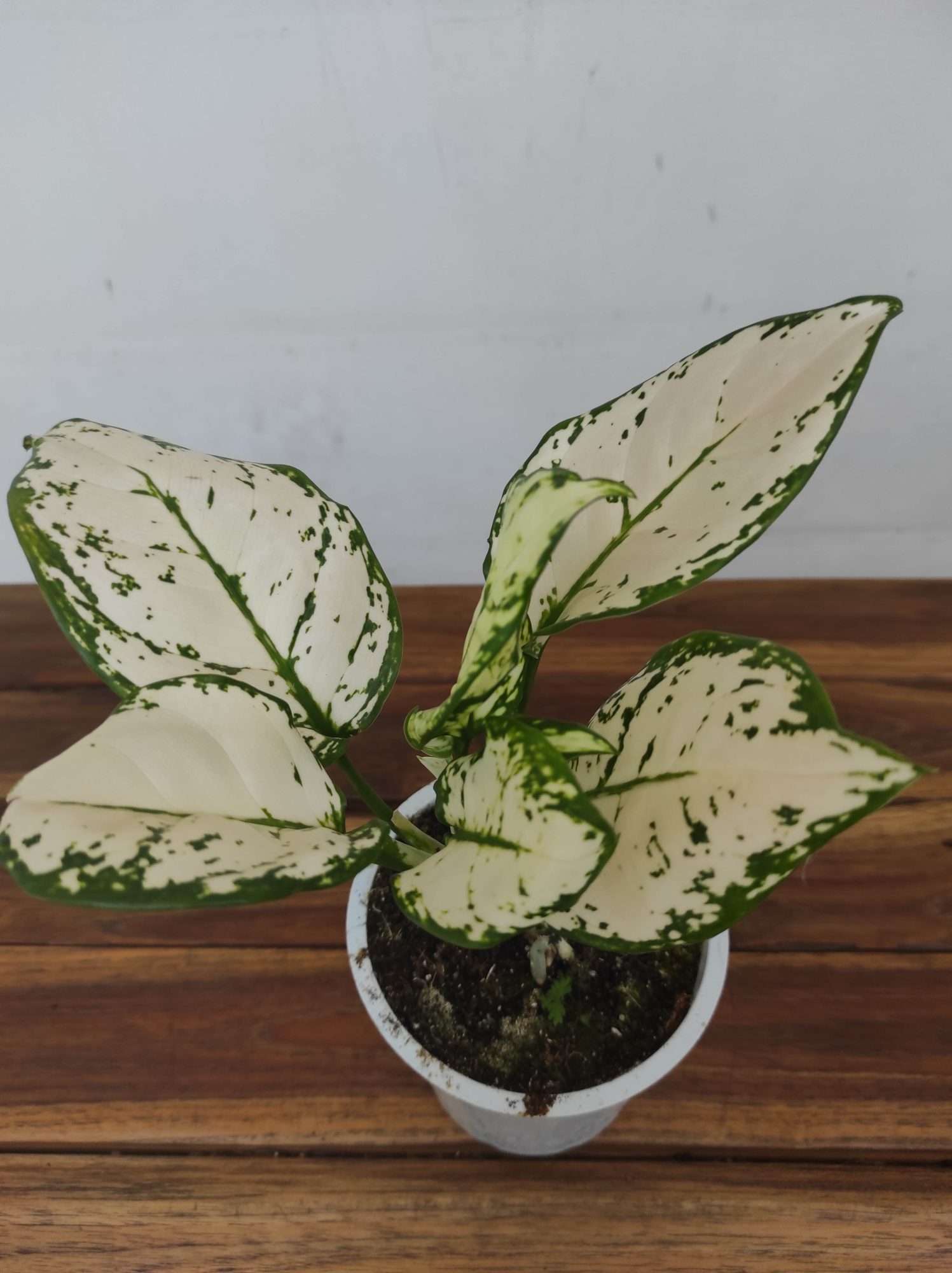 Aglaonema 'White Joy'