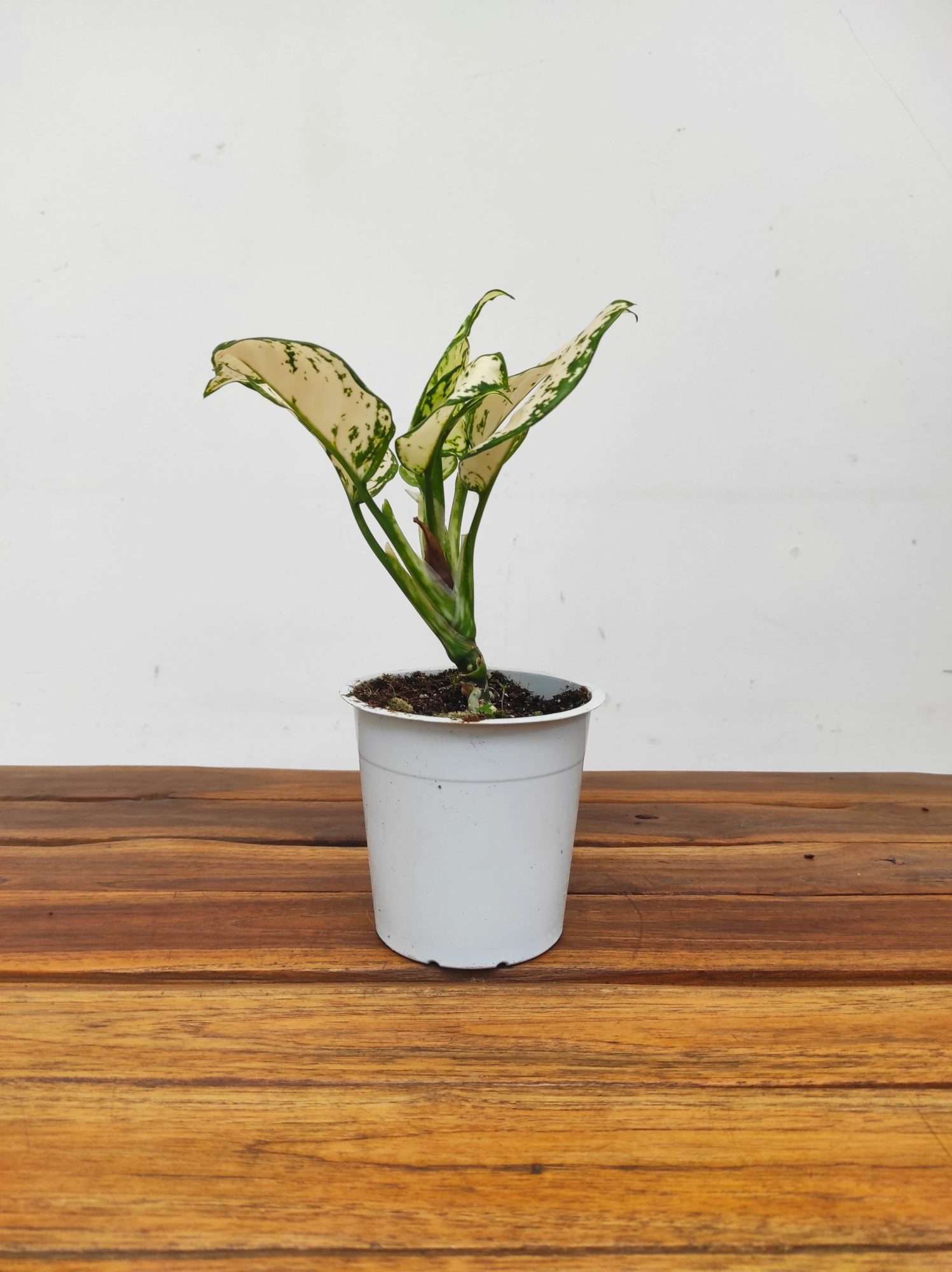 Aglaonema 'White Joy' - Image 2