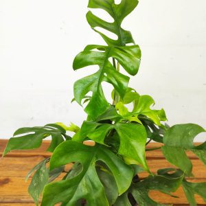 Rhaphidophora Tetrasperma 'Marmer'
