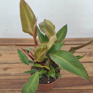 Philodendron 'Prince of Orange'