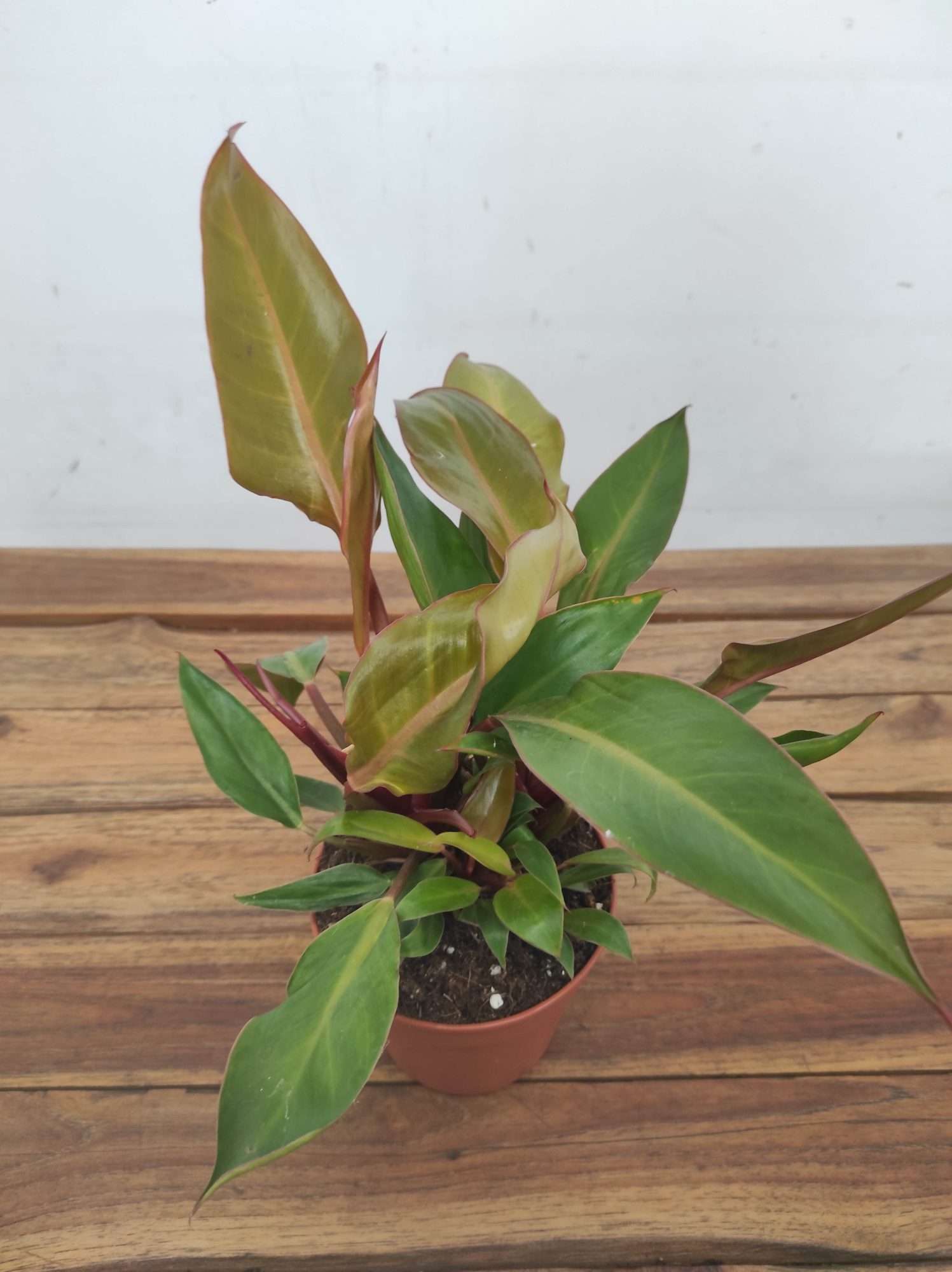 Philodendron 'Prince of Orange'