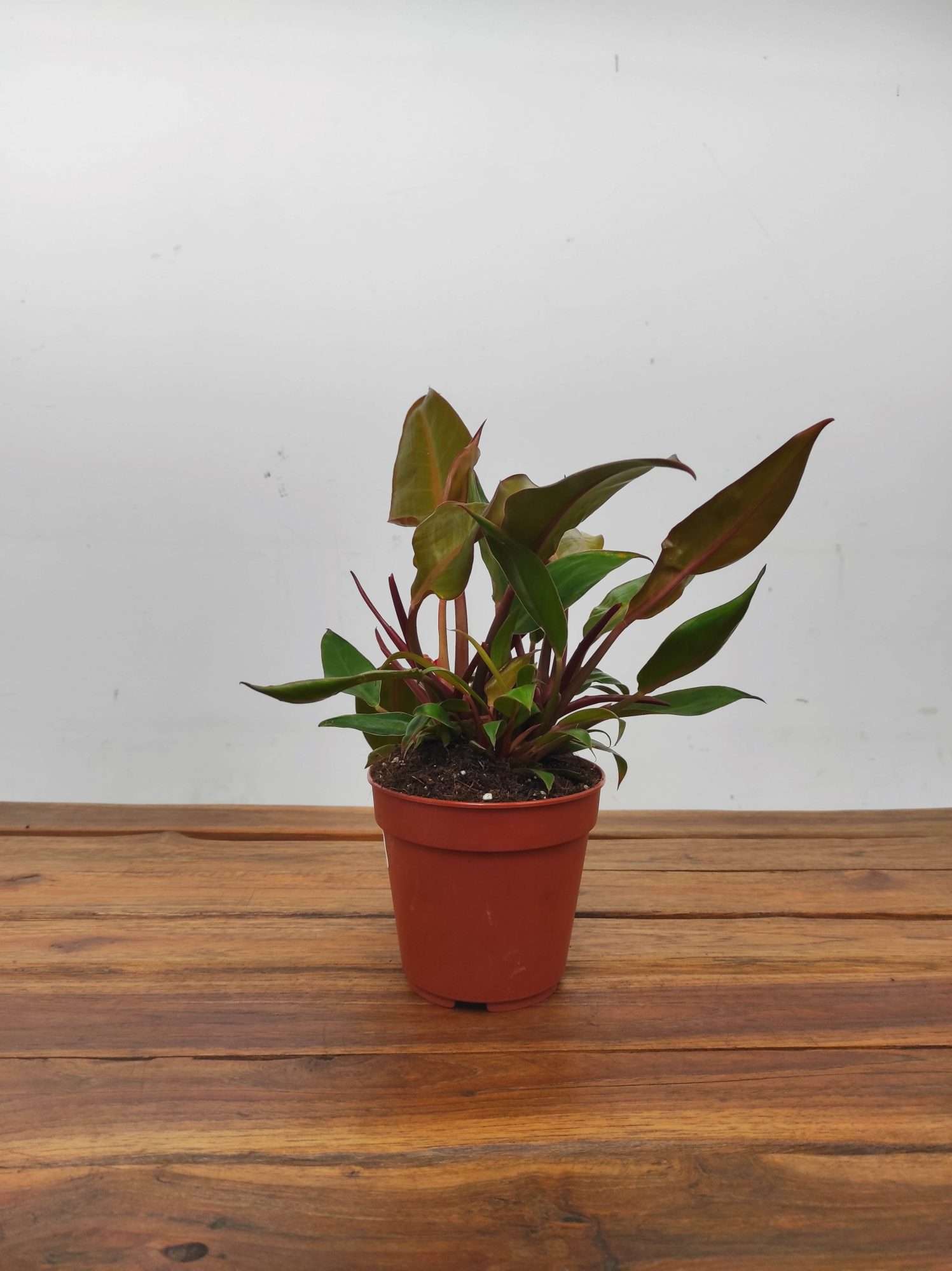 Philodendron 'Prince of Orange' - Image 2