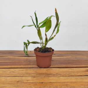 Dendrobium Memoria Christa Erdmann - Sem Flor