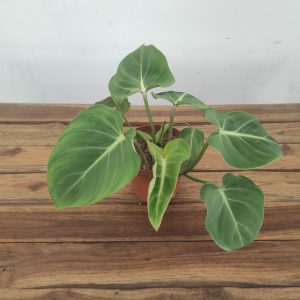 Philodendron Gloriosum V.12