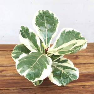 Ficus Lyrata Variegata V.10