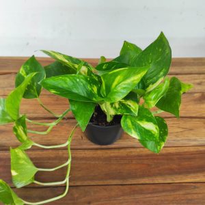 Epipremnum Aureum V.12