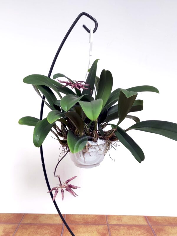 Bulbophyllum Eberhardtii - Sem flor - Suspensão - Image 2