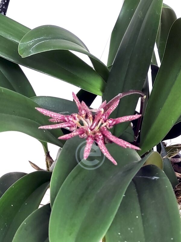 Bulbophyllum Eberhardtii - Sem flor - Suspensão