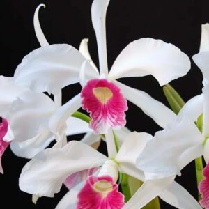 Cattleya Purpurata - Sem Flor