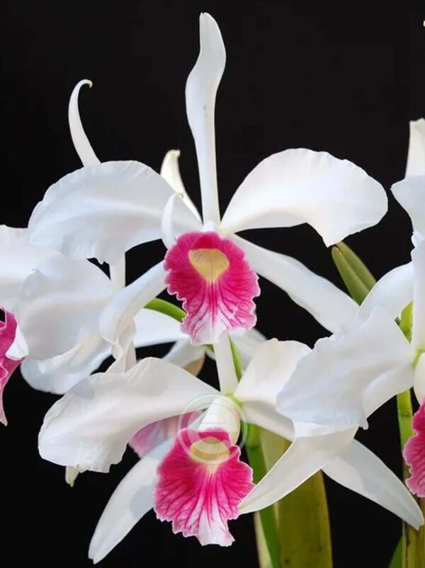 Cattleya Purpurata - Sem Flor