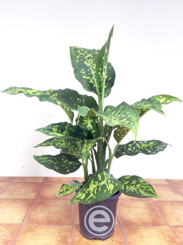 Dieffenbachia 'Reflector' - Image 2