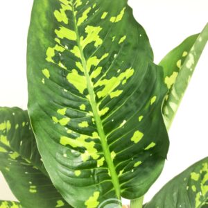 Dieffenbachia 'Reflector'
