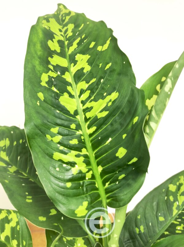 Dieffenbachia 'Reflector'