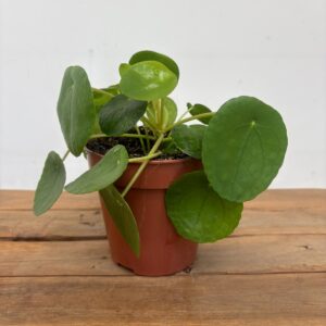 Pilea Peperomioides