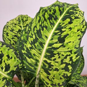 Dieffenbachia 'Reflector'